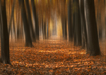 Autumn imagination. / ***