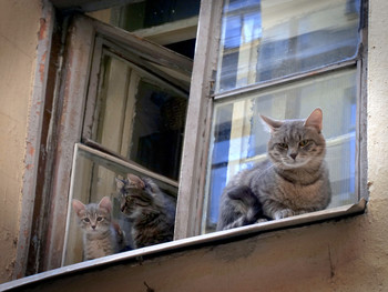 The cat family / ***