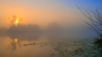 Summer morning. / ***