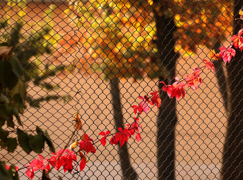 *Autumn sketch** / ***