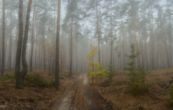 Morning in a pine forest / ***