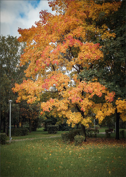 all the colors of autumn / ***
