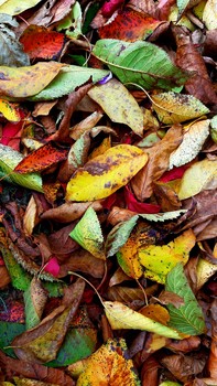 all the colors of autumn / ***