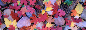 all the colors of autumn / ***