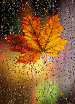 all the colors of autumn / ***