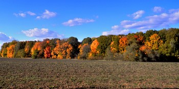 all the colors of autumn / ***