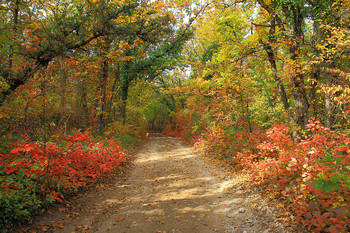 all the colors of autumn / ***