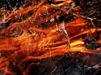 all the colors of autumn / ***