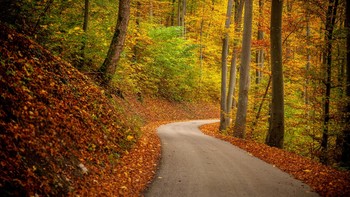 all the colors of autumn / ***