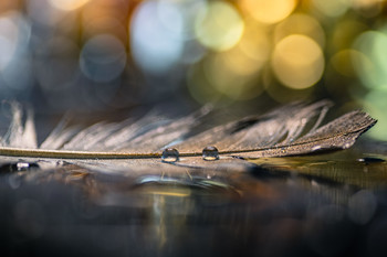 Volamos o lloramos. / Macro con recursos que dan juego.