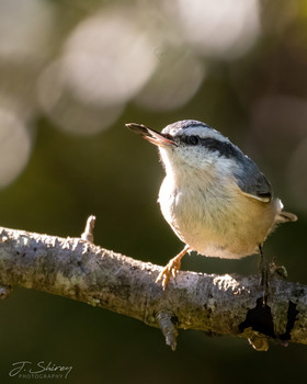 Snack Time / Red-breasted nuthatch with a seed