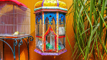 Bird Cage / Bird Cage - Oaxaca