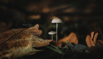 Wonderland / Tiny mashrooms shot with Nikon D5600, 18-105mm
Single shot. No flash.
Lightroom edit.
