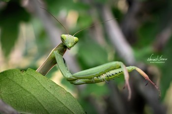 &nbsp; / Mantis shot with D5600 and 18-55mm kit lens. Single frame. No flash. Lightroom edit.