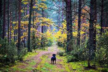 Enchanted forest / ***