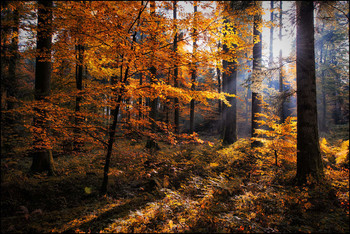 Goldener Herbst / Buchenwald