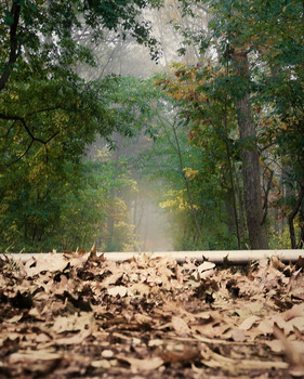 Woods entrance / ***