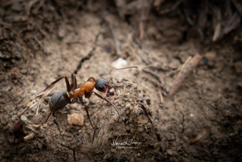 Ant / Ant captured with Nikon D5600 and 18-55mm kit lens. Single frame, edited with lightroom.