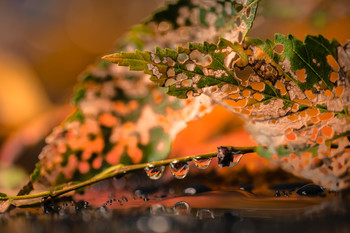 Detrás de las hojas. / Macro de hojas en descomposición.