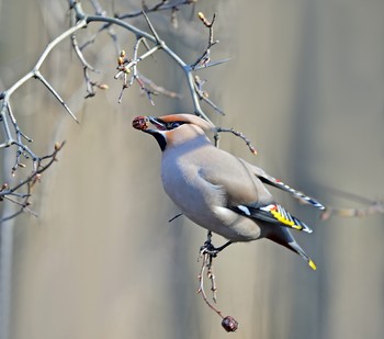 waxwing / ***