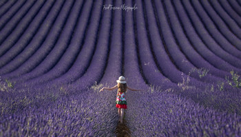 My angel / My little angel in the lavender field close to Valensole, Provence, France
