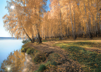 Autumn birches / ***