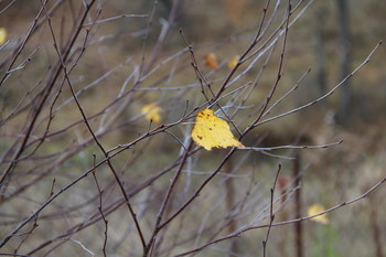 Last Leaf. / ***