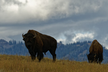 Buffalo on ridge in Yellowstone / Buffalo on ridge in Yellowstone
