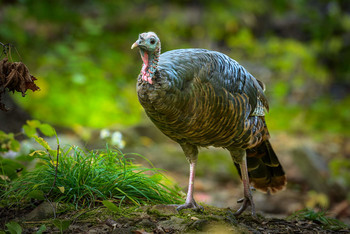 Wild turkey (female) / ***