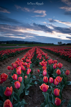 Tulips / We're still in Provence and not in Netherlands :)