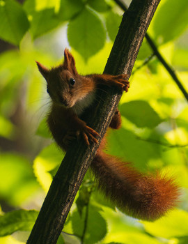 Squirrel / ***