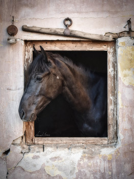 Acula / Beautiful horse Acula posing on the window. Photo was taken with Nikon D5600 and 18-55mm kit lens. Edited in Lightroom.