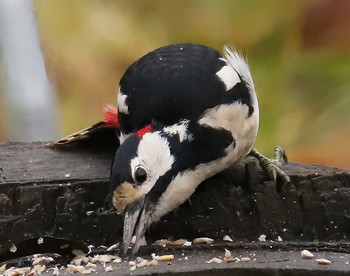 Great Spotted Woodpecker / ***