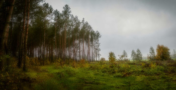   / Magical forest