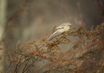 &nbsp; / https://www.youtube.com/watch?v=GbrpGDW8kxA&amp;feature=emb_logo