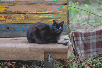 Cat Anfisa / ***