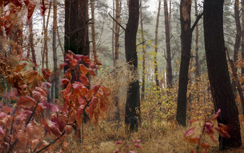in the autumn forest / ***