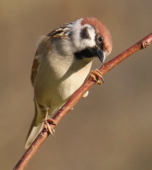 Sparrow / ***