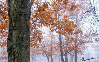 November fog / ***