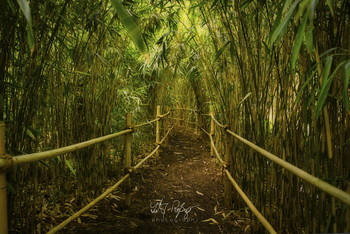 Bambusgarten / Weg durch den Banbusgarten