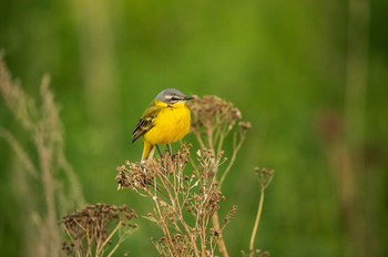 Yellow Wagtail / ***