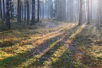 morning in the autumn forest / ***