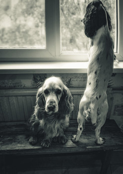 Wating / ***