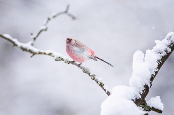 &nbsp; / https://www.youtube.com/watch?v=sRCq1VhhSac