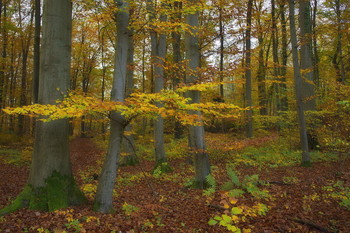 Autumn in the forest / ***