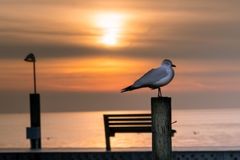 Seagull at sunset / Seagull on a pole