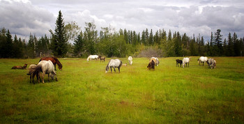 In the meadow ... / ***