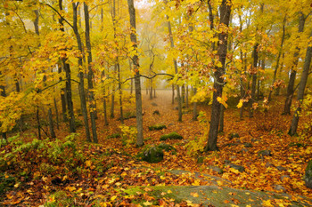 in the autumn forest / ***