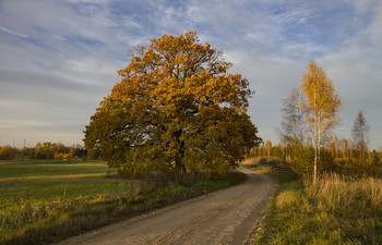 Autumn of the Patriarch / ***