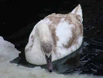 Swan Lake / ***